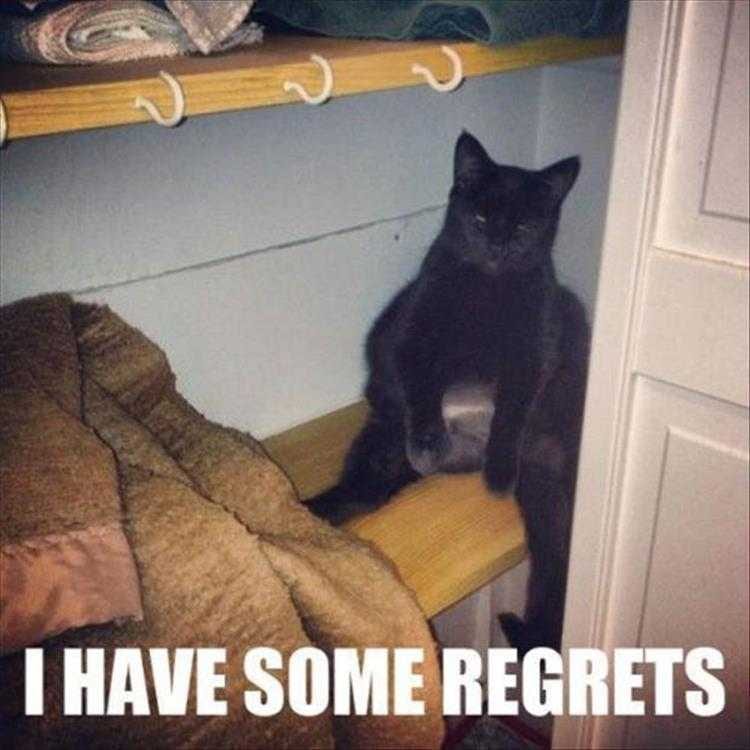 Hilarious Animal Captions  Regrets