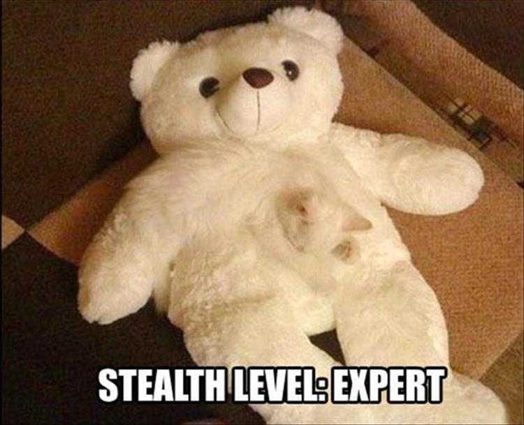 Hilarious Animal Captions  Cloaking On