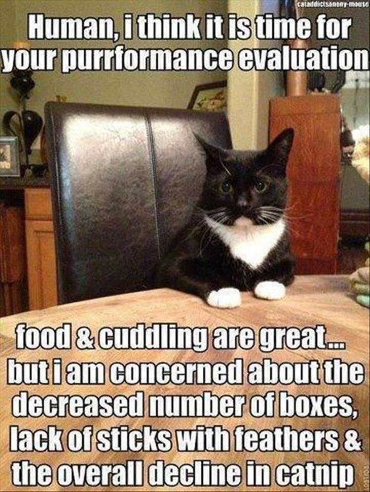 Hilarious Animal Captions  Where's My Catnip