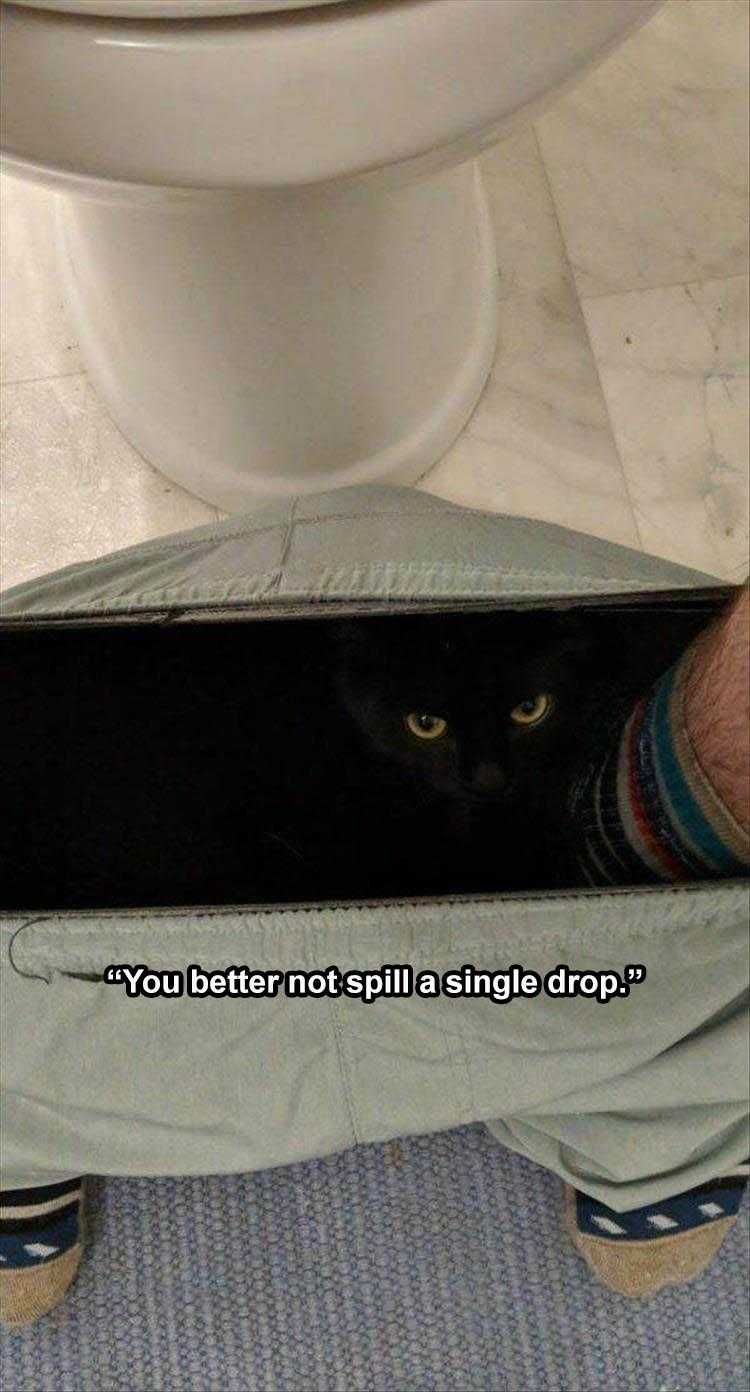 Pet Memes Watch The Bowl