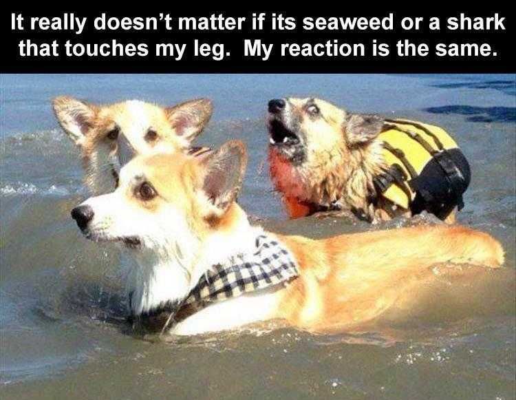 Pet Dog Memes Murky Water Dangers