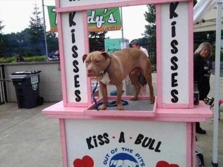 Pet Dog Memes Bull Dog Kiss