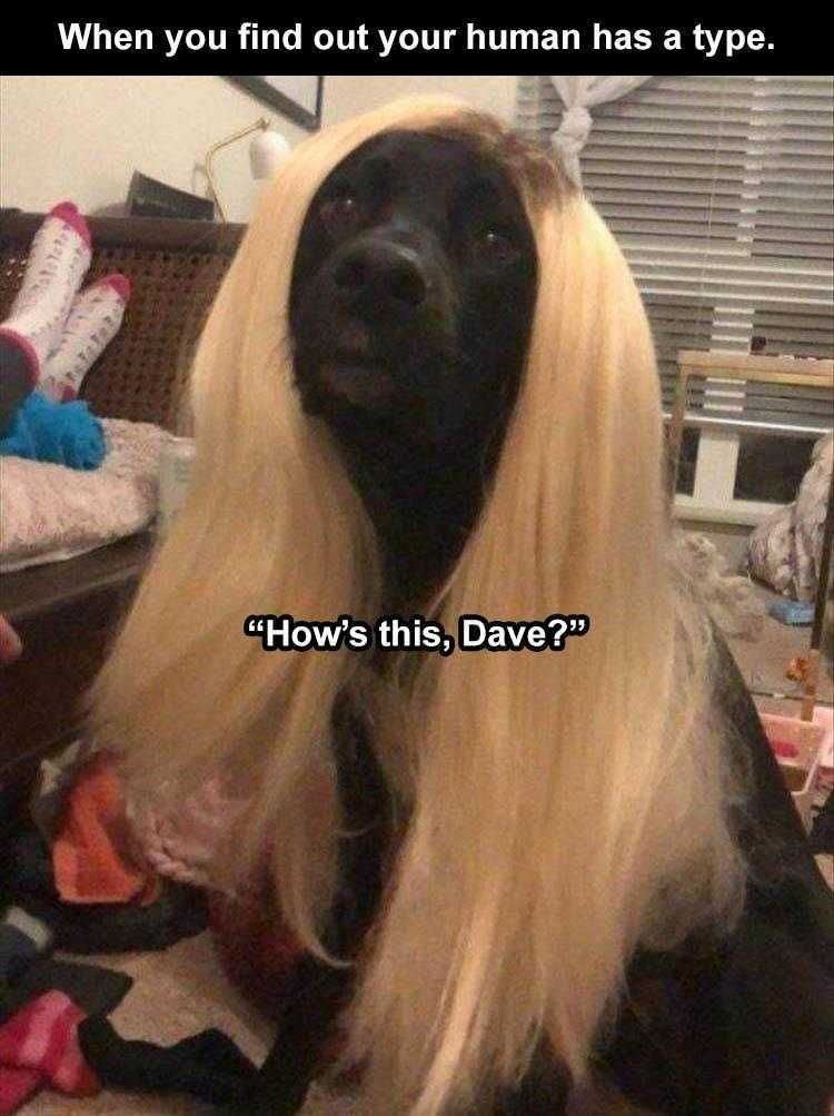 Pet Dog Memes What'S Your Type