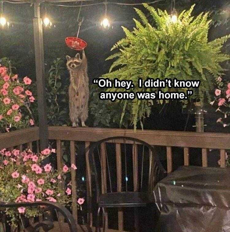 Pet Raccoon Memes Just Hanging Out