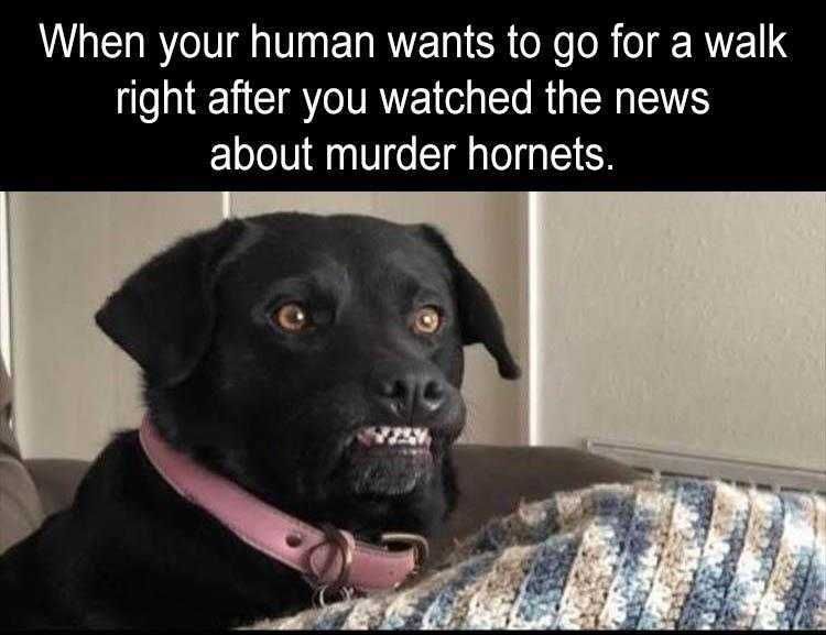 Pet Dog Memes Self Preservation Growl