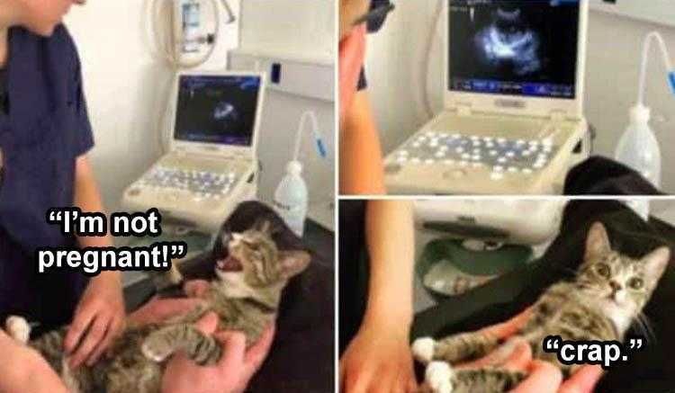 Pet Cat Memes Cat Ultra Sound