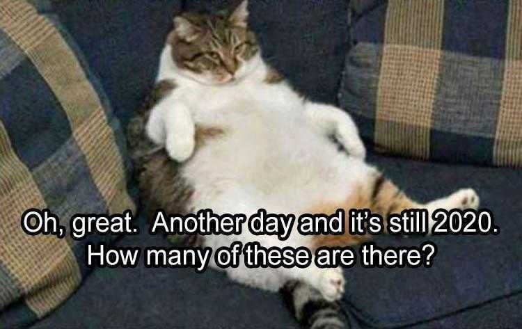 Pet Cat Memes Catatonic Kitty