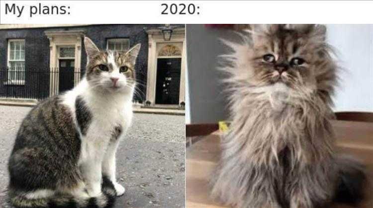 Pet Cat Memes Cat Plans