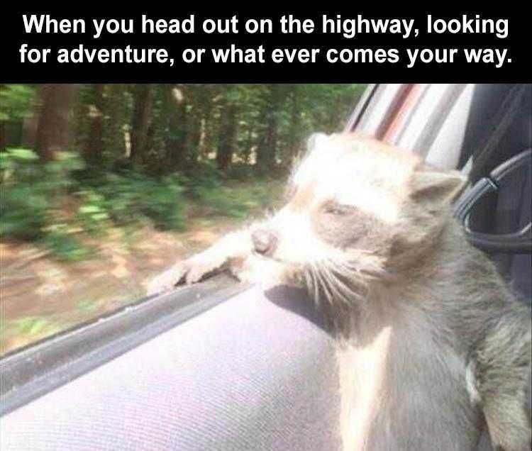 Pet Raccoon Memes Wild