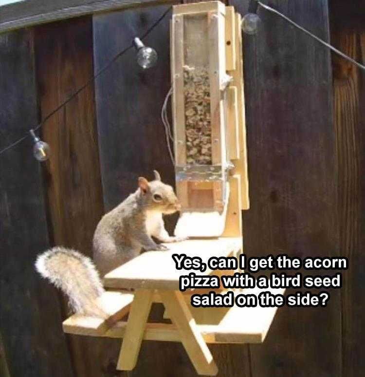Pet Squirrel Memes Demanding Customer