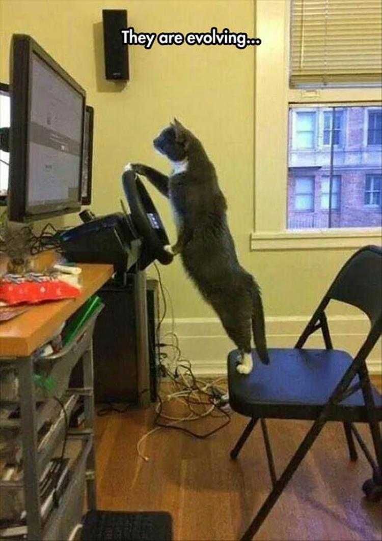 Pet Cat Memes Catastrophe Waiting To Happen