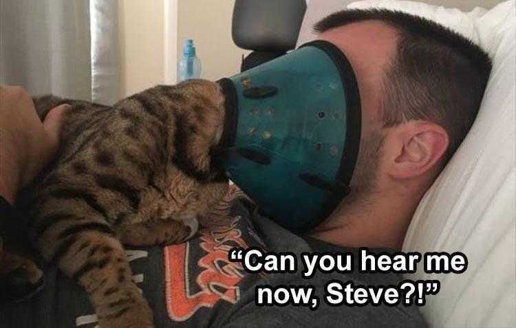 Pet Cat Memes Waking Owners