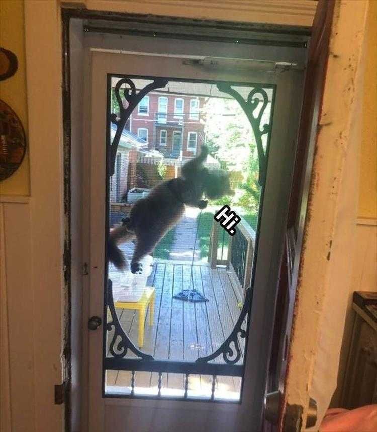 Pet Memes Spider Cat
