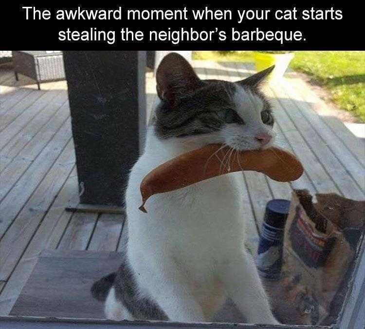 Pet Memes Sausage Thief