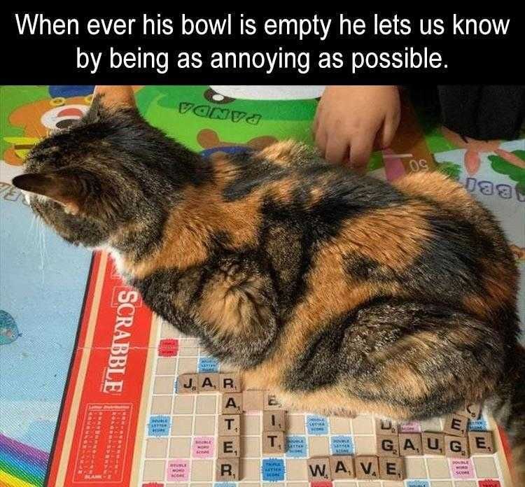 Pet Memes Massage Tiles