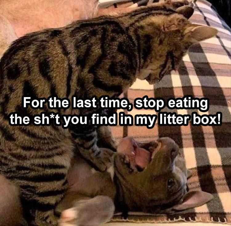 Funny Pet Memes Stop Eaing My Sh*T