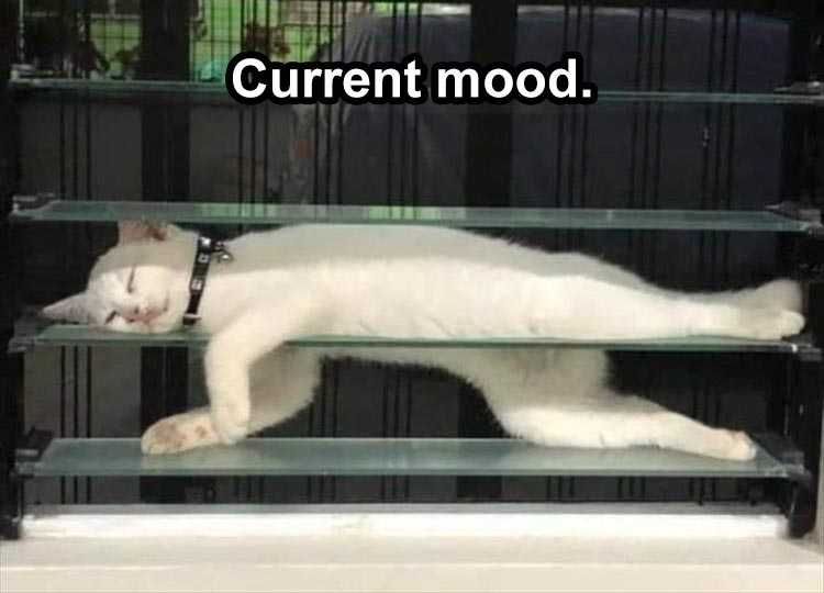 Funny Pet Memes That About Says It.