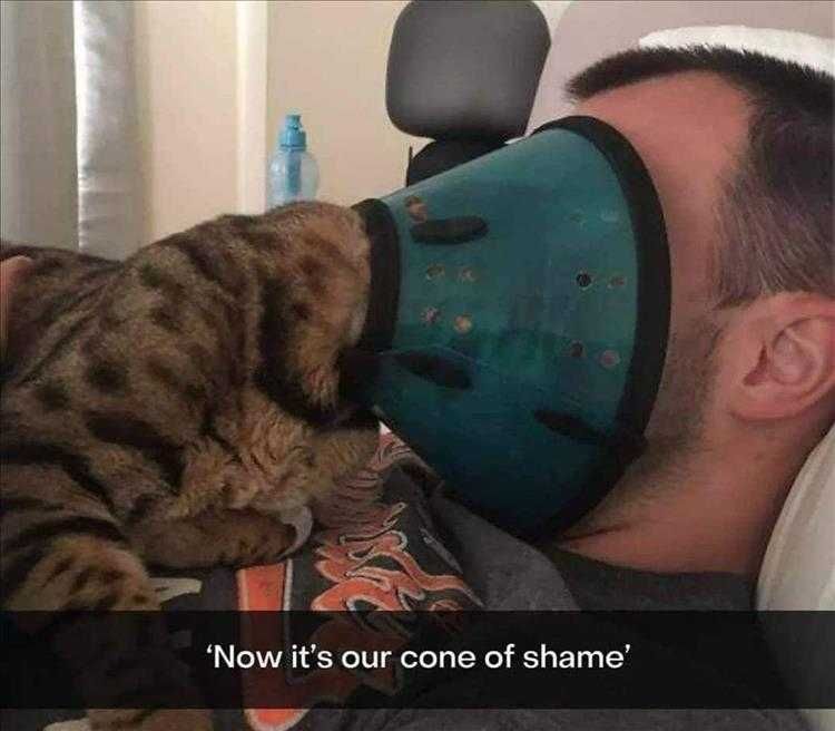Funny Pet Meme Sharing Is Caring