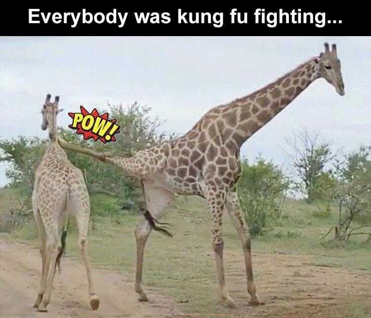 Funny Pet Memes Kung Fu Giraffe