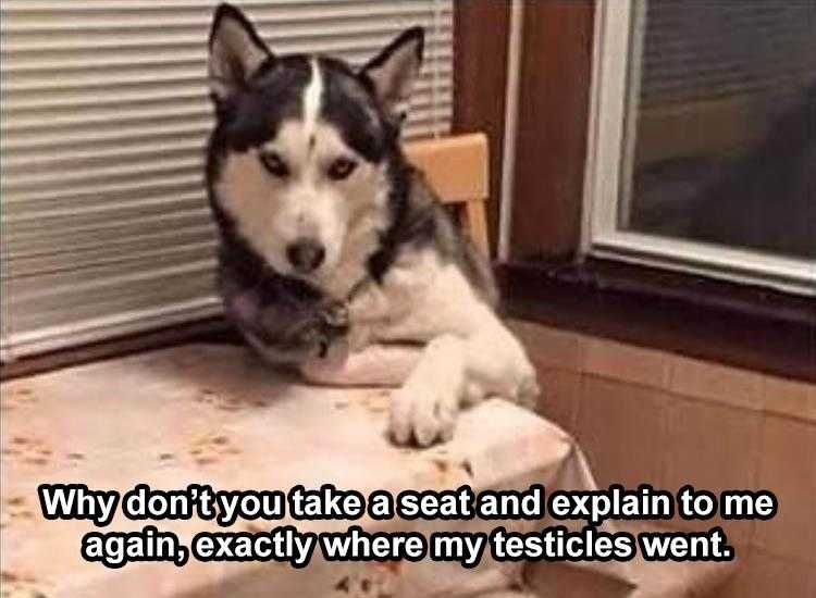 Funny Pet Meme You Owe Me An Explanation