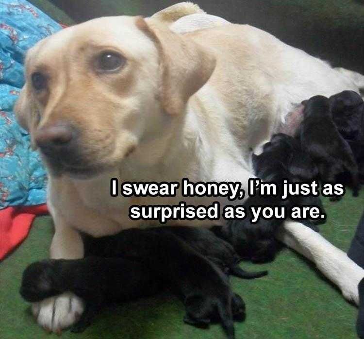 Funny Pet Meme Whos The Daddy?