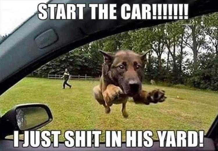Funny Pet Memes Getaway Driver