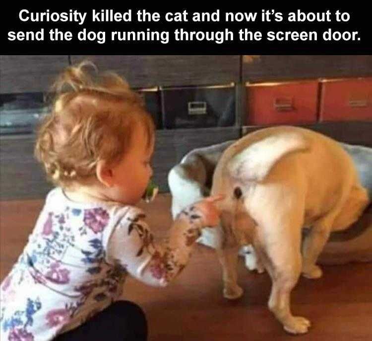 Funny Pet Meme The Eject Button