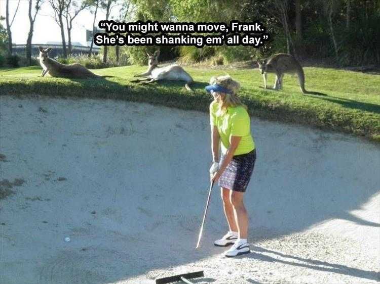 Funny Pet Memes Hop To It.
