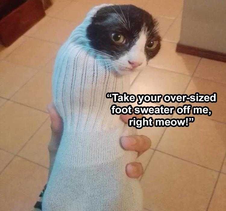 Funny Pet Meme Smells Like Feet Just Furrier