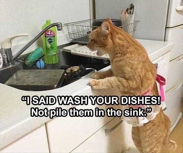 Funny Pet Memes Ma