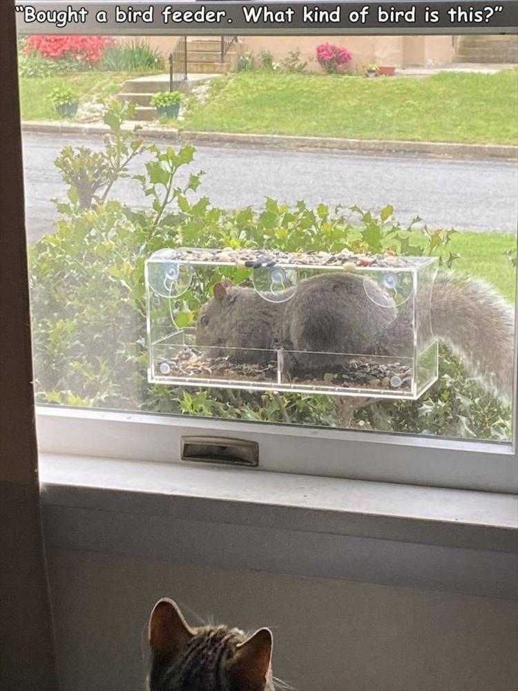 Funny Pet Memes Squirrel Bird