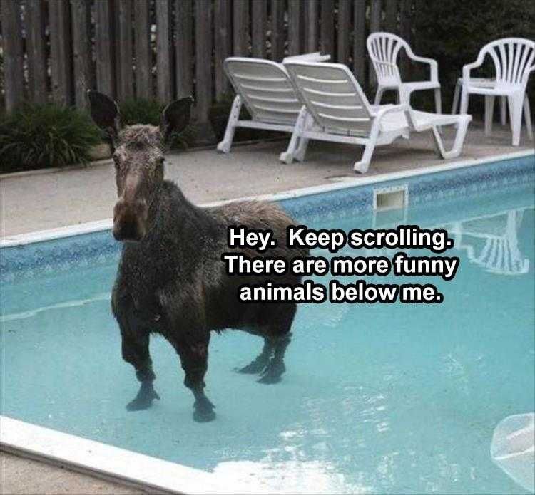 Hilarious Pet Meme Moose In Pool
