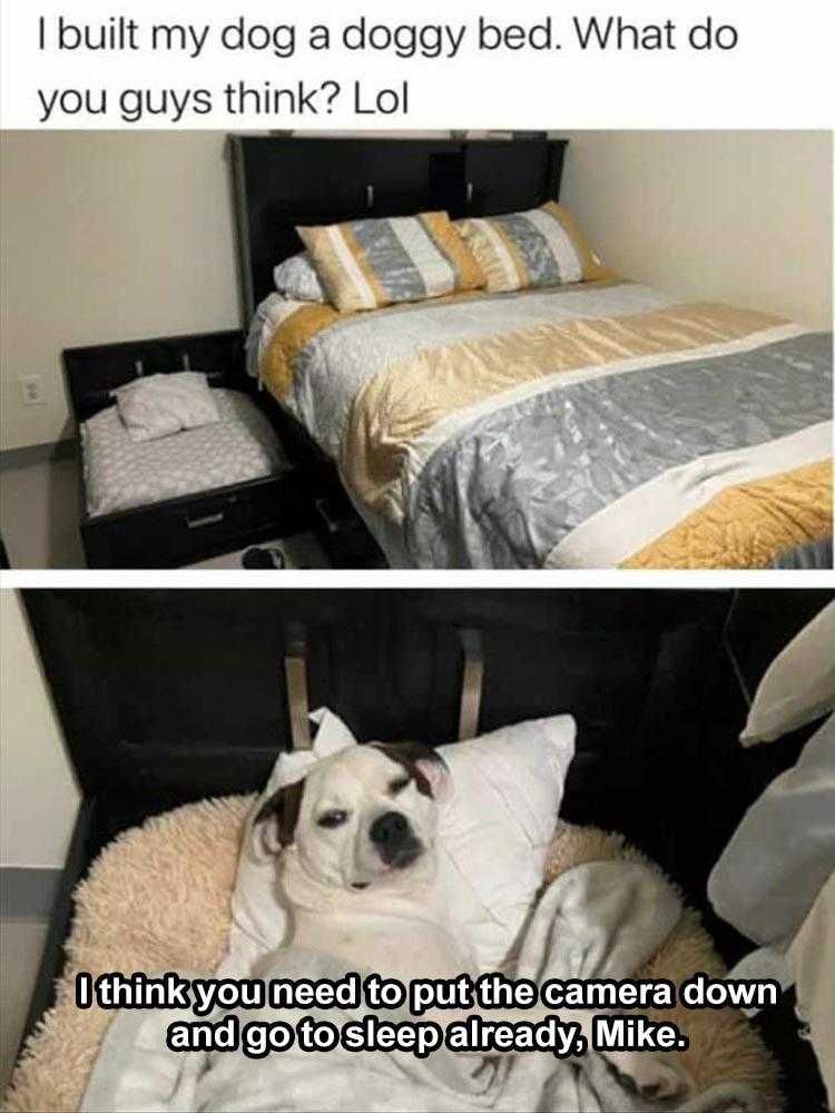 Hilarious Pet Meme Dog Bed