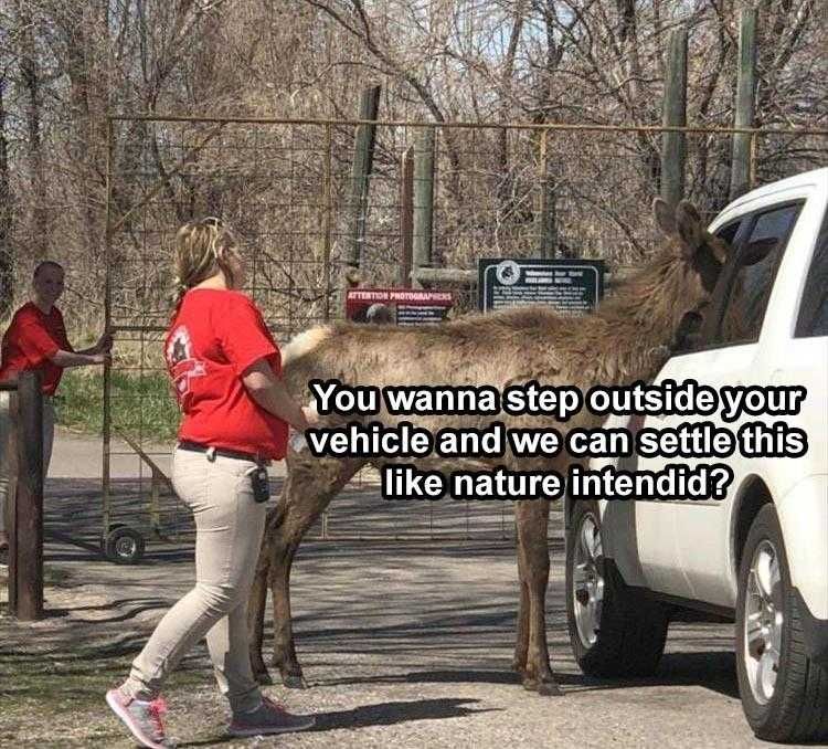 Hilarious Pet Meme Step Outta The Vehicle
