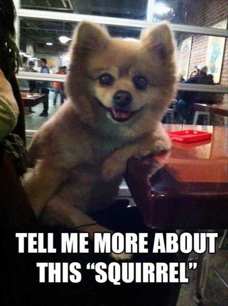 Hilarious Pet Meme Tell Me