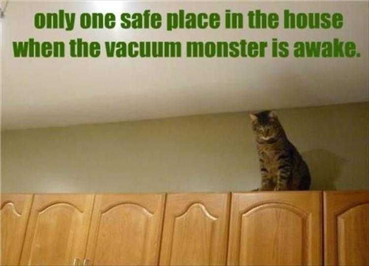 Hilarious Pet Meme Vacuum Monster