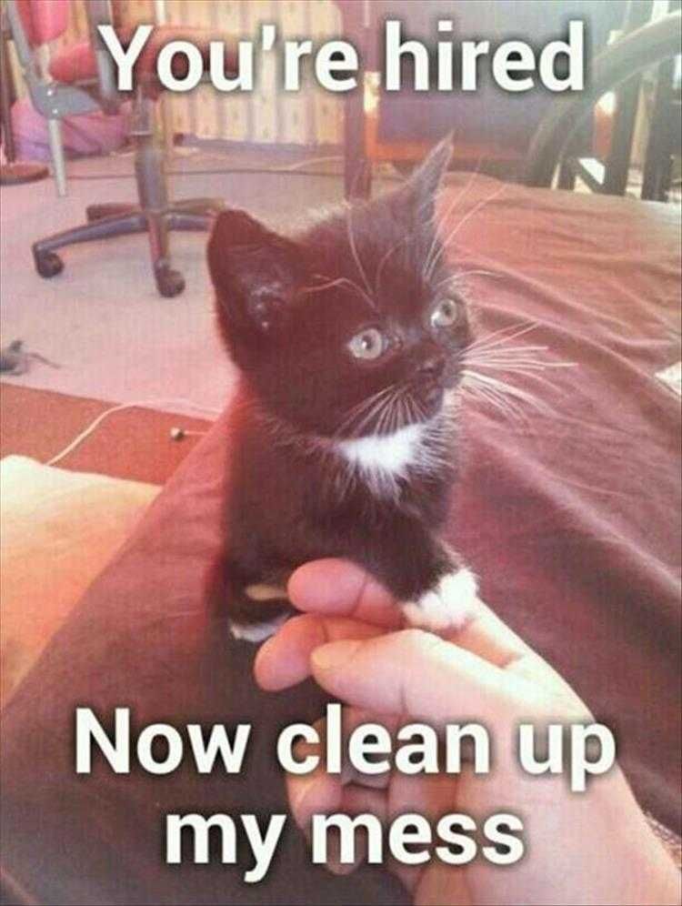 Hilarious Pet Meme Hired