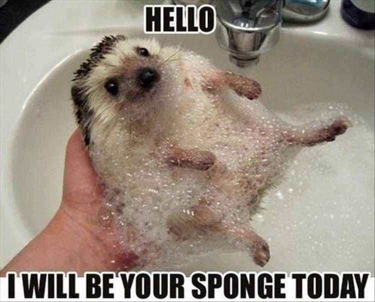 Hilarious Pet Meme Scratch My Back If I Scratch Yours