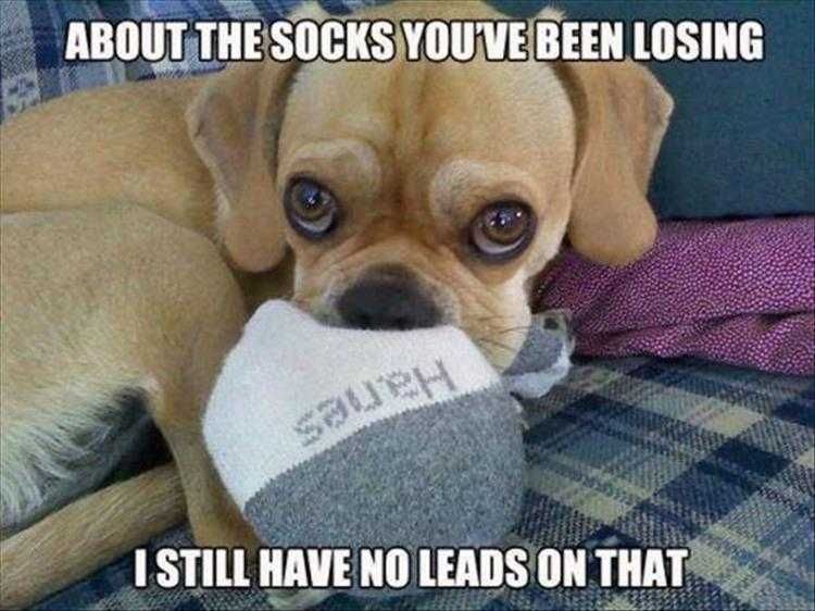 Hilarious Pet Meme Sock Thief Caught Red Handed