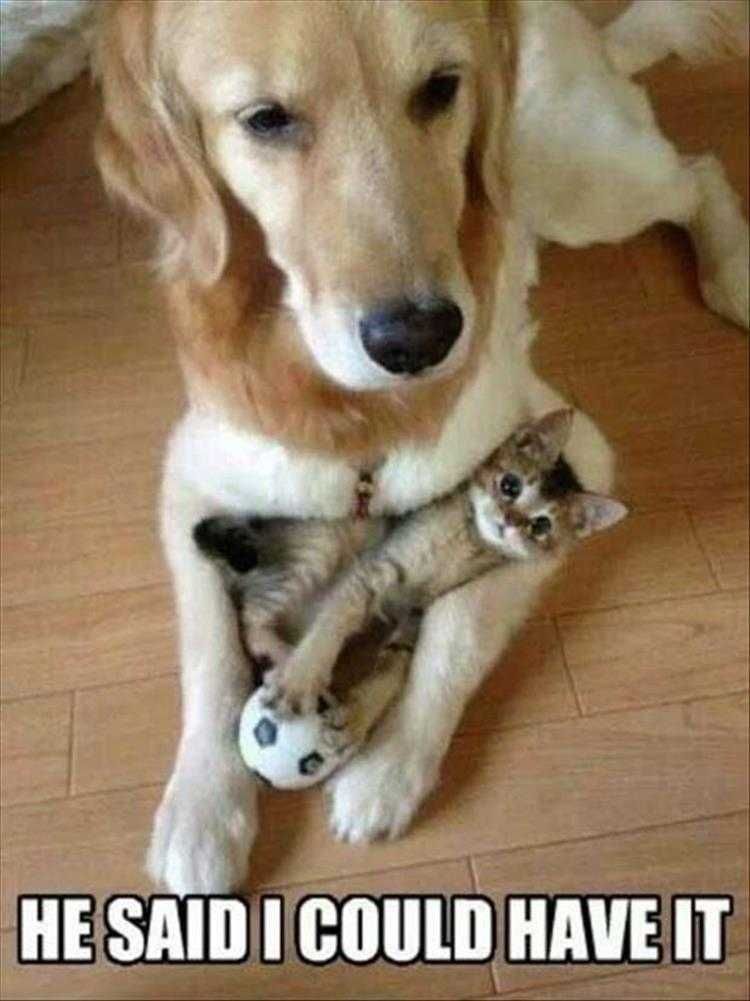 Hilarious Pet Meme My Ball