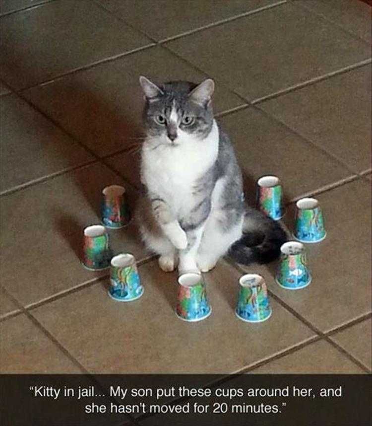 Hilarious Pet Meme Colorful Forcefield