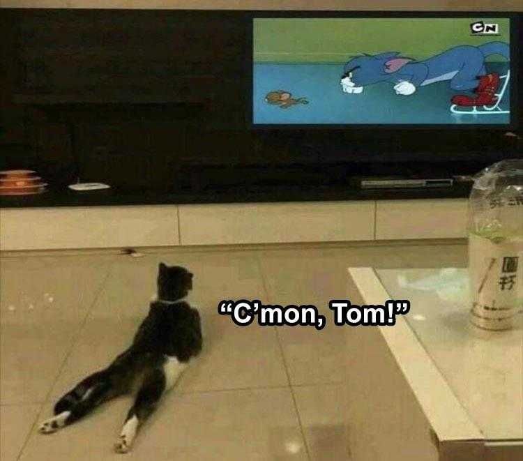 Hilarious Pet Meme Tom