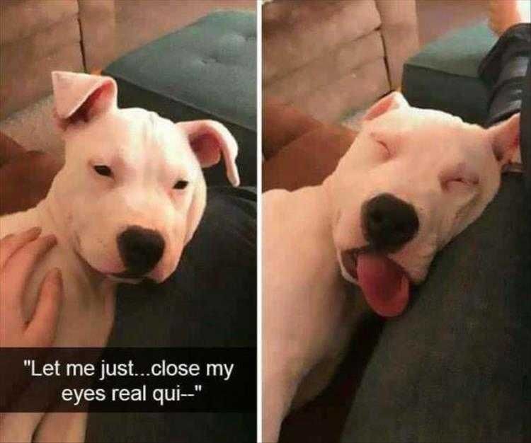 Top 35 Funny Animal Memes Of The Day 5Fb3E56507C56