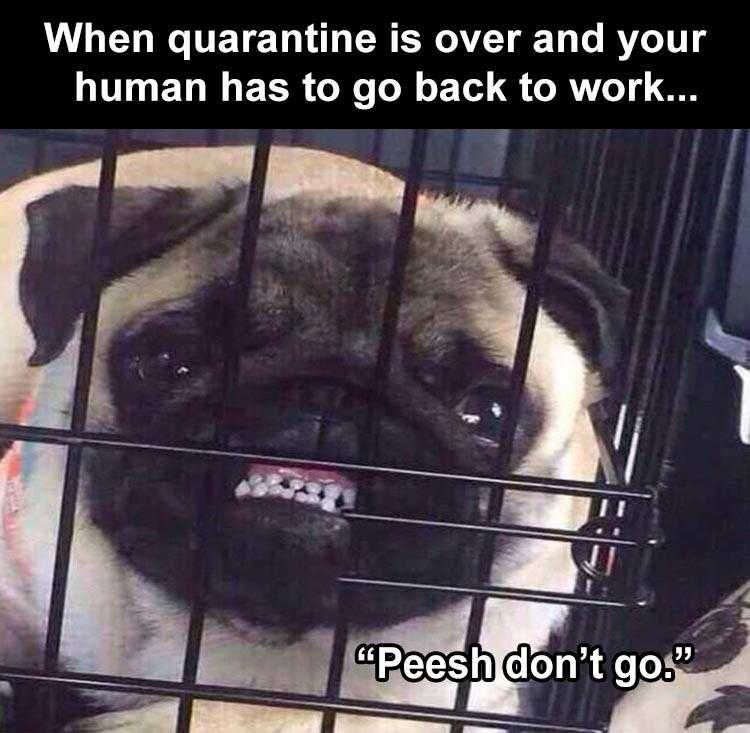 Top 35 Funny Animal Memes Of The Day 5Fb3E565Af7F0