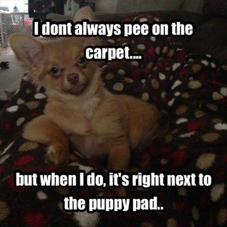 Top 35 Funny Animal Memes Of The Day 5Fb3E5661Aef8