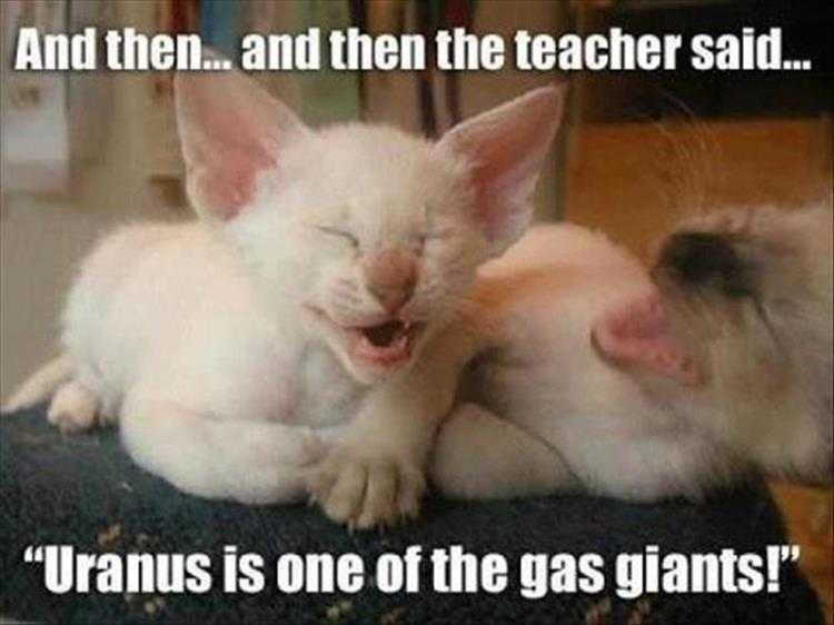 Top 36 Funny Animal Memes Of The Day 5Fc265De3Abac