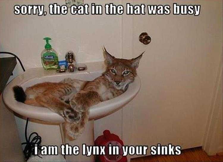 Top 36 Funny Animal Memes Of The Day 5Fc265E01935B