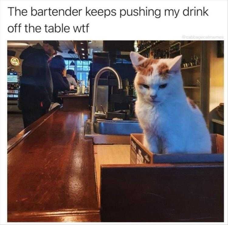 Top 36 Funny Animal Memes Of The Day 5Fc265E25B6C6