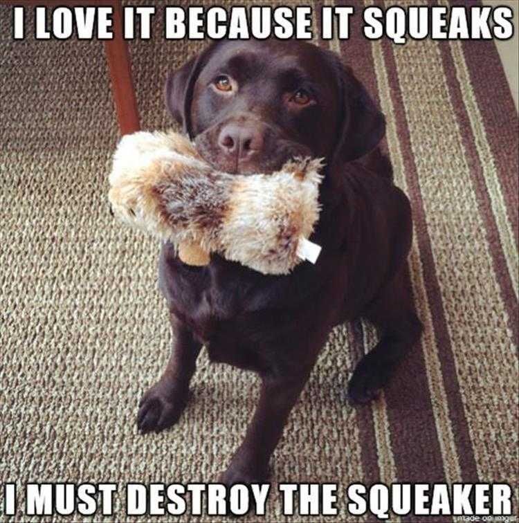Top 36 Funny Animal Memes Of The Day 5Fc265E312D24