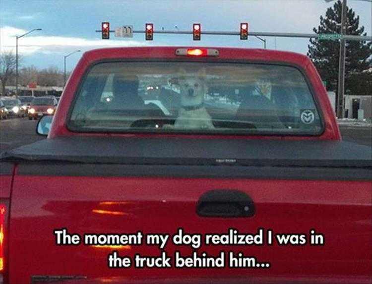 Top 36 Funny Animal Memes Of The Day 5Fc265E373De6